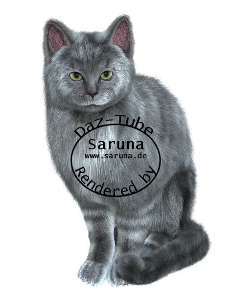 Graue Katze Graue Katze