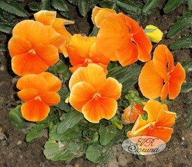 ausgangsfoto_pansies.jpg