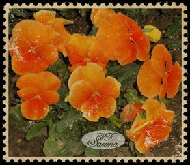 demo_postage_stamp.jpg